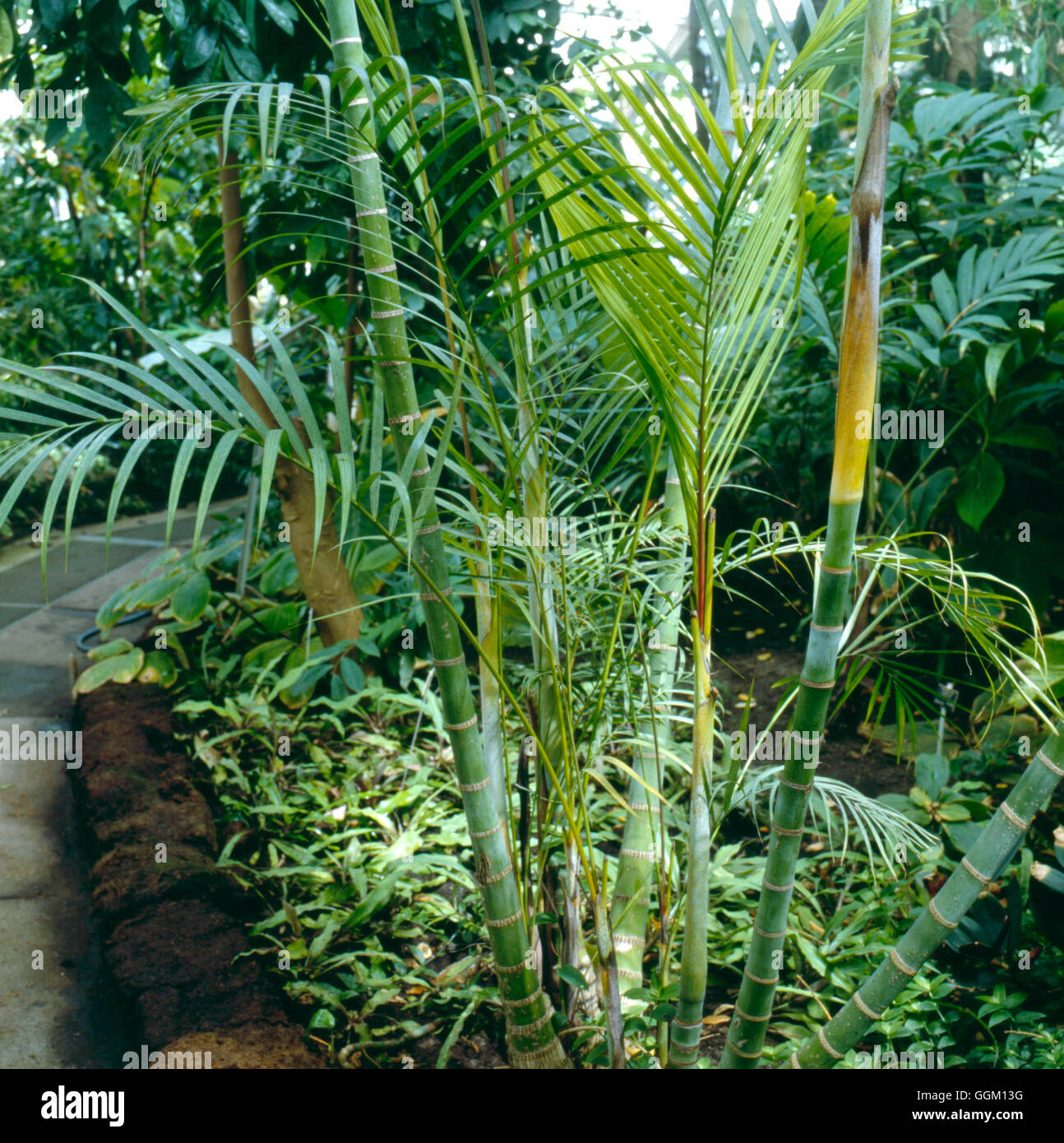 Dypsis Lutescens AGM (Syn Chrysalidocarpus Lutescens) Areca Palme