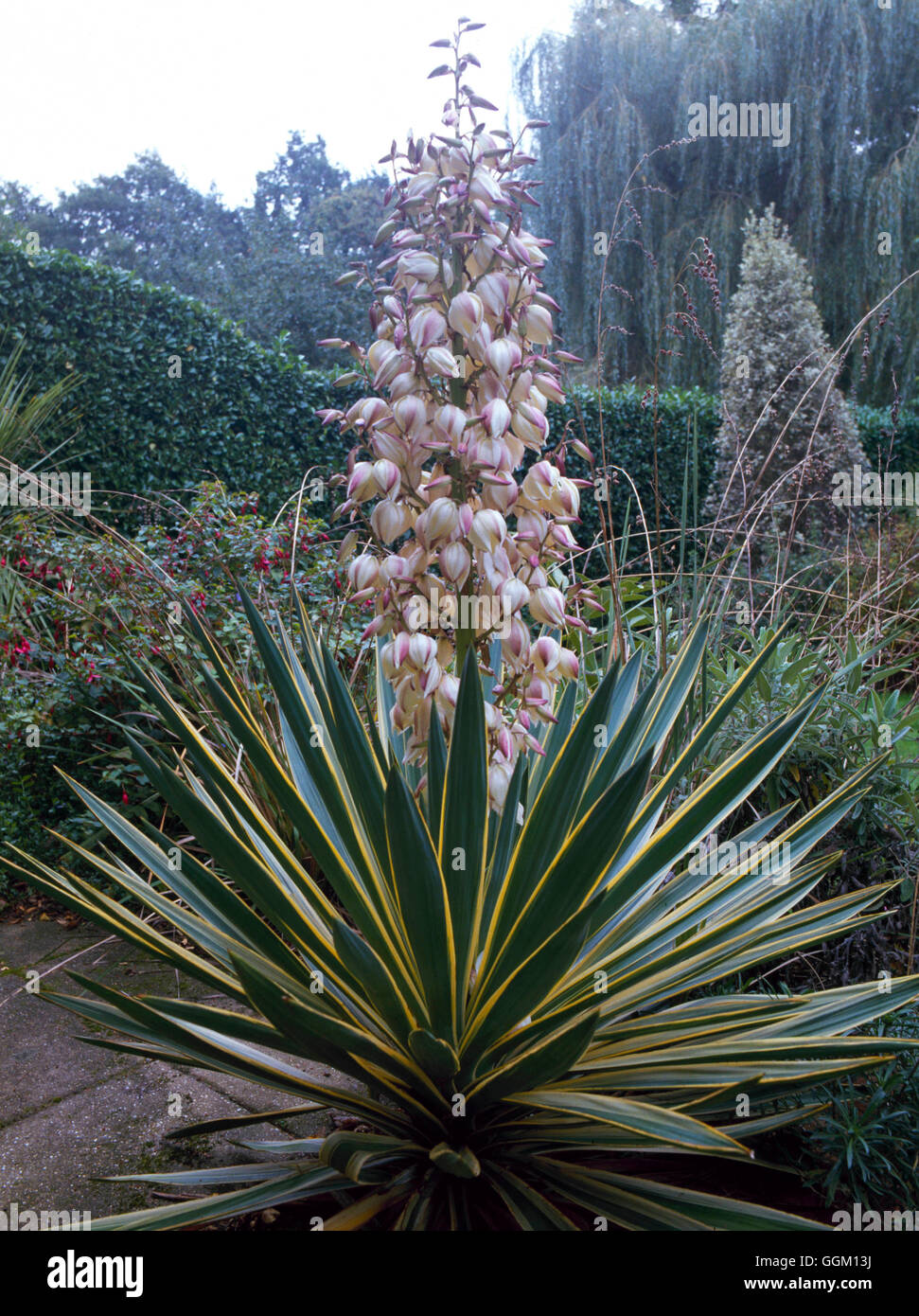 Yucca Gloriosa - 'Variegata' AGM PAL065235 Stockfoto