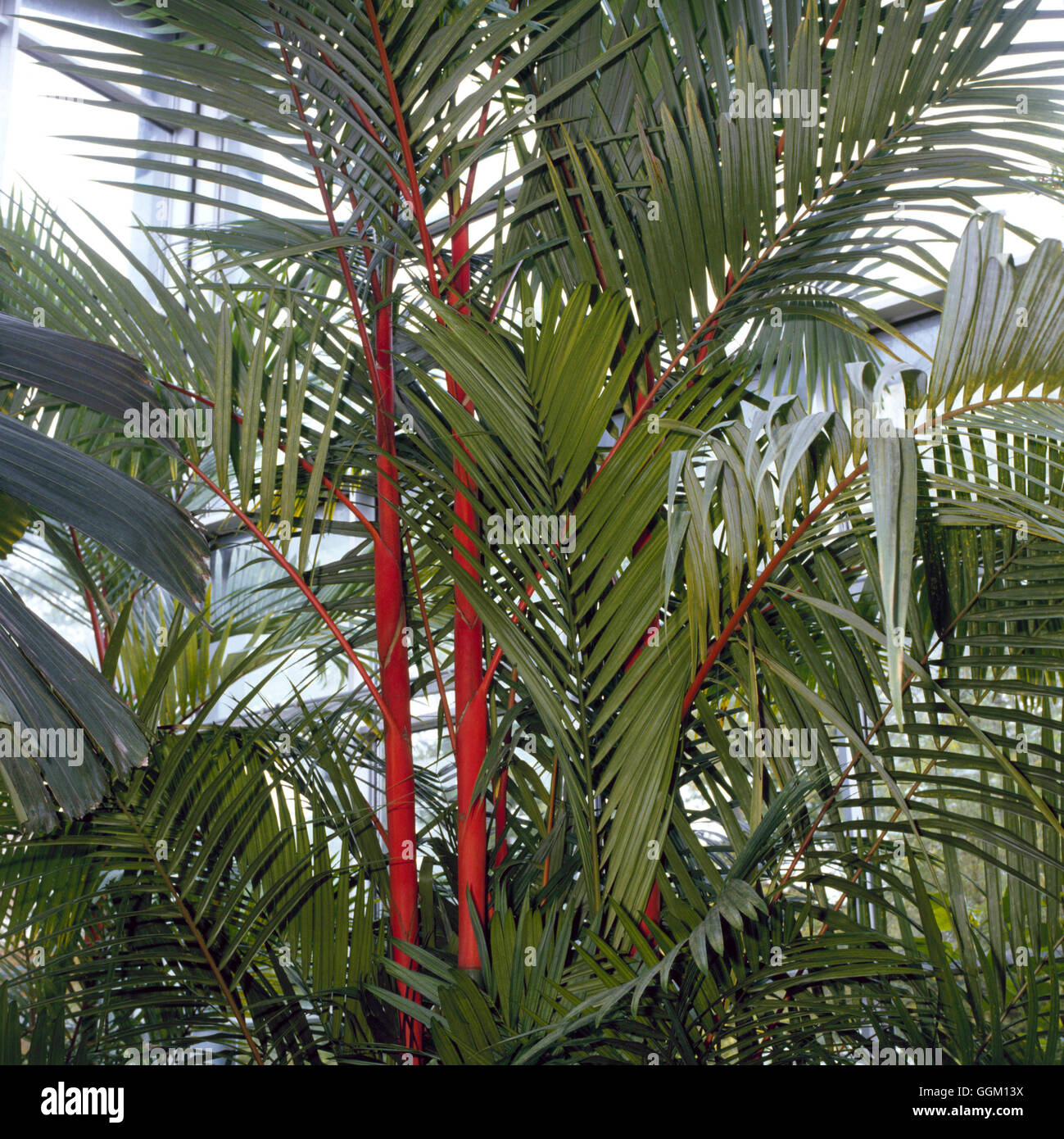 Cyrtostachys Lakka - Siegellack Palm PAL080015 Stockfoto