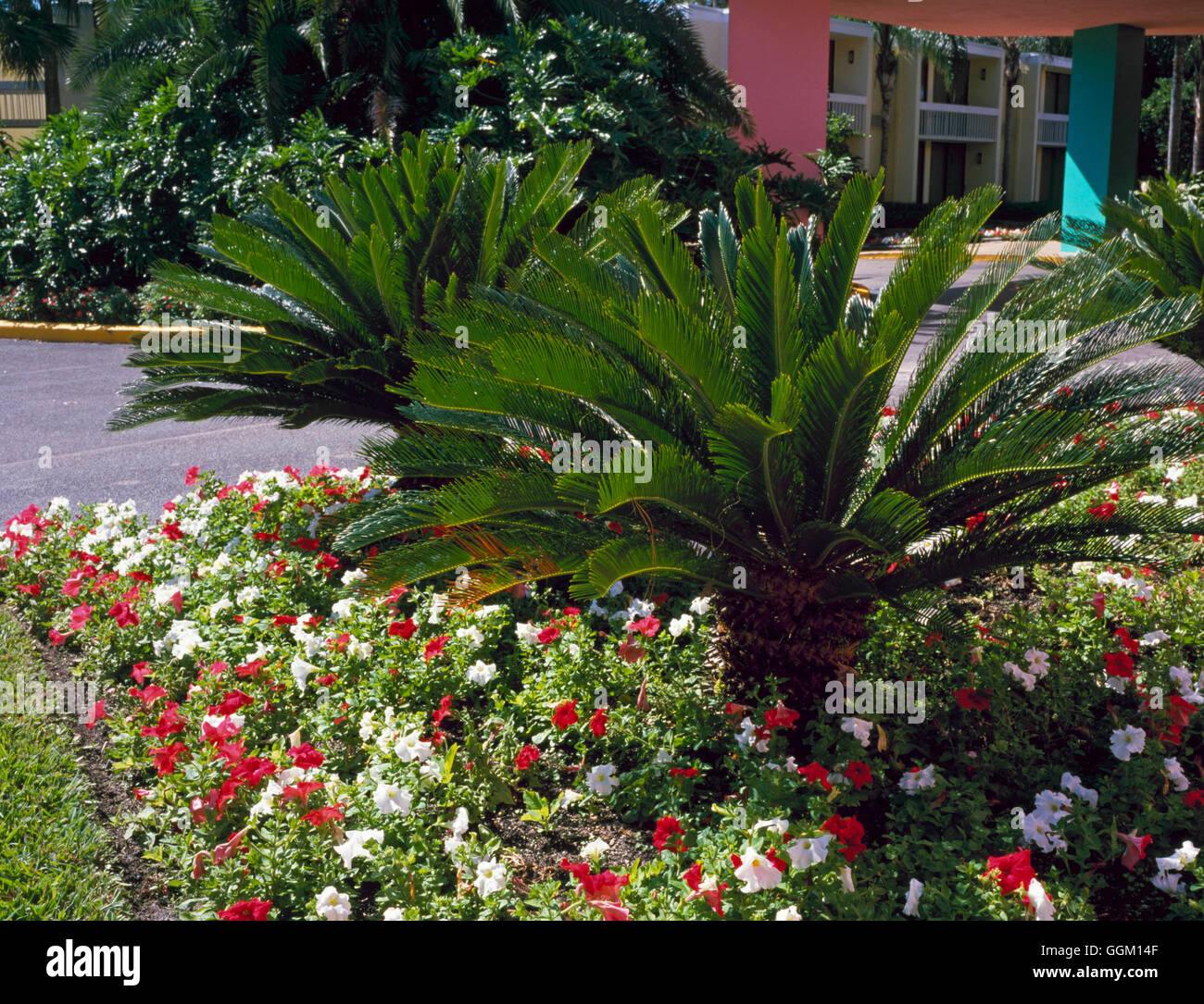 CYCAS Revoluta AGM PAL099820 Stockfoto