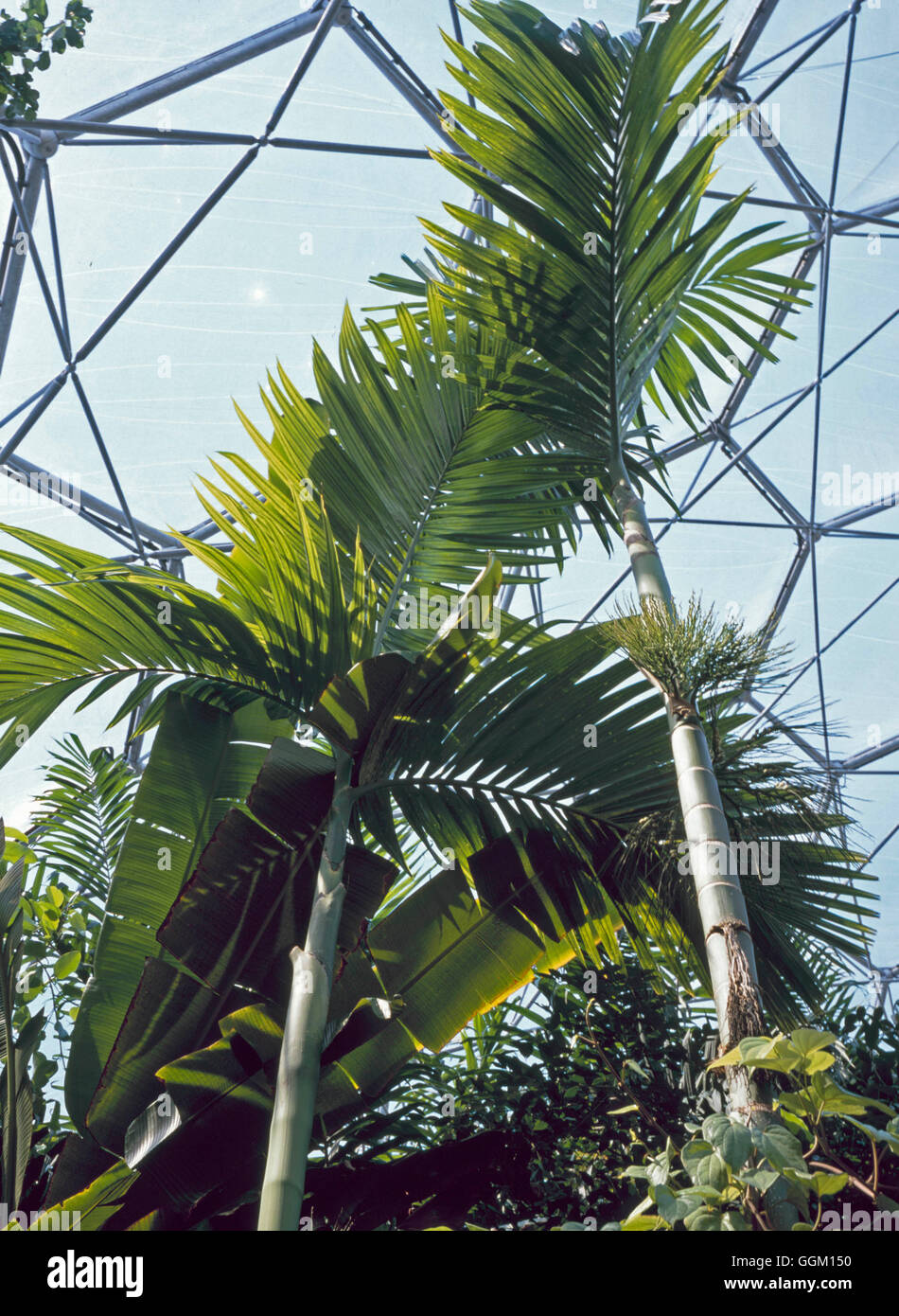 Betel nut palm -Fotos und -Bildmaterial in hoher Auflösung – Alamy