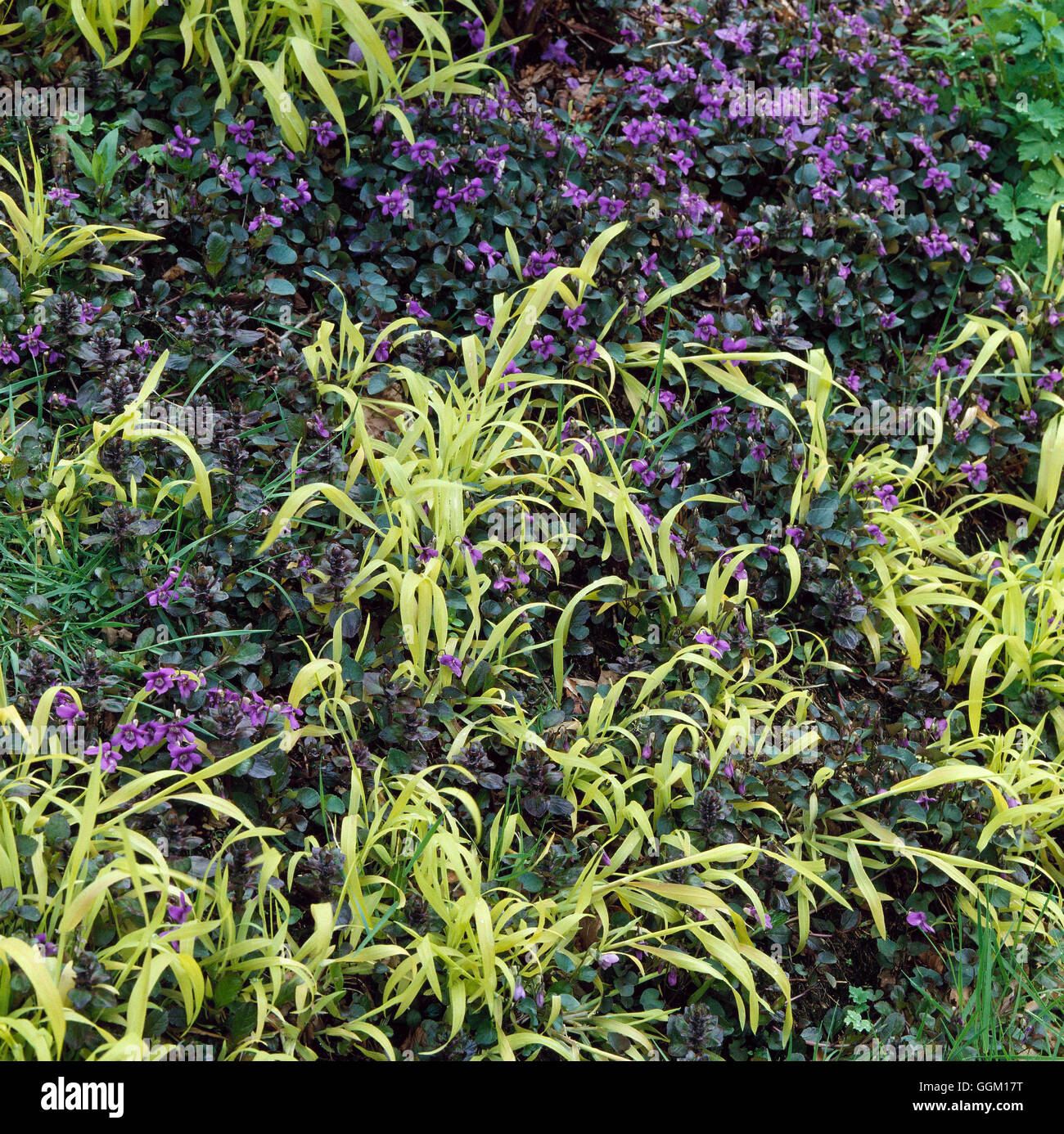 Pflanzen Sie Verein - Millium Effusum 'Aureum' AGM mit Viola Riviniana Purpurea Gruppe PAS040296 Stockfoto
