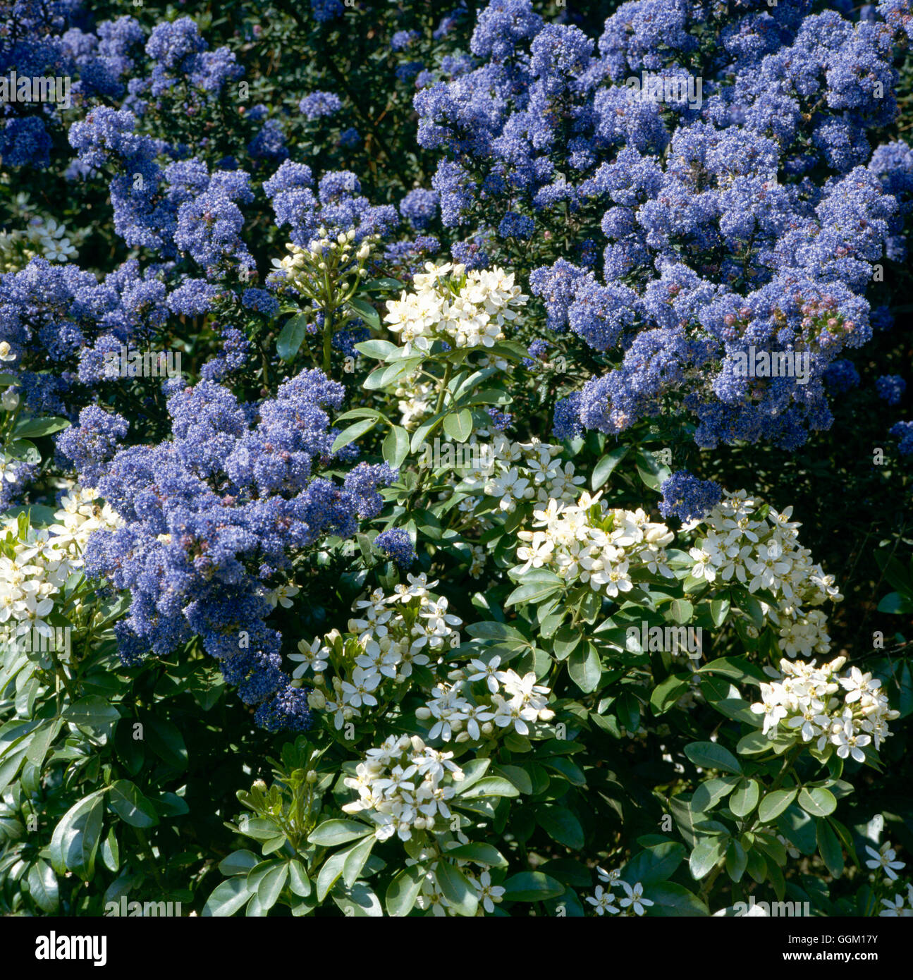 Ceanothus x veitchianus Fotos und Bildmaterial in hoher Auflösung Alamy