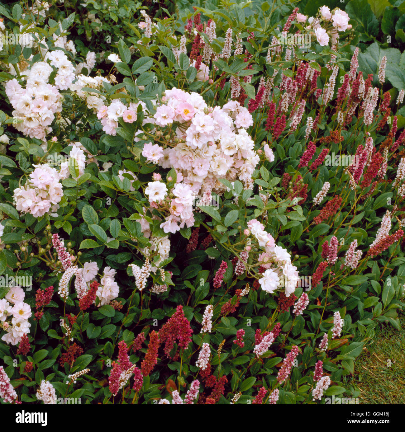 Verein - mit Rosa und Persicaria - Pflanze (bitte Kredit: Fotos Hort/Glen Chantry) PAS069158 obligatorische Credi Stockfoto