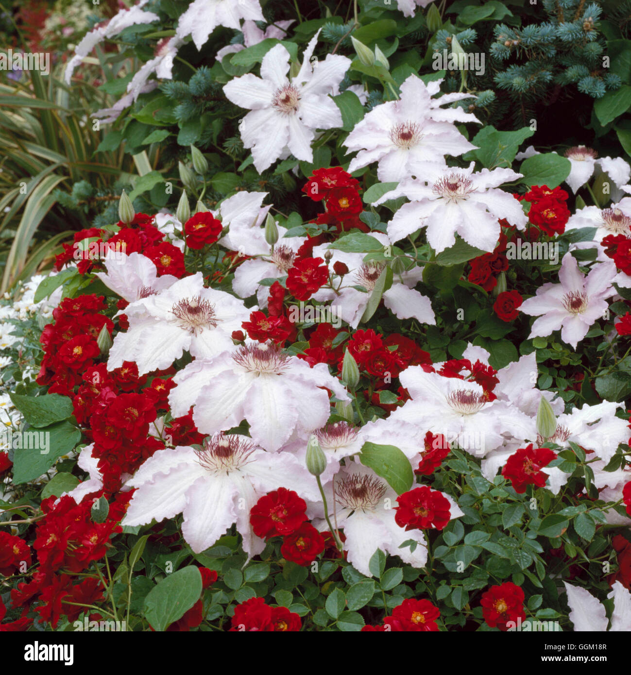 Verein - mit Clematis 'Blue Moon' und Rosa "Nipper" PAS069910 zu Pflanzen Stockfoto