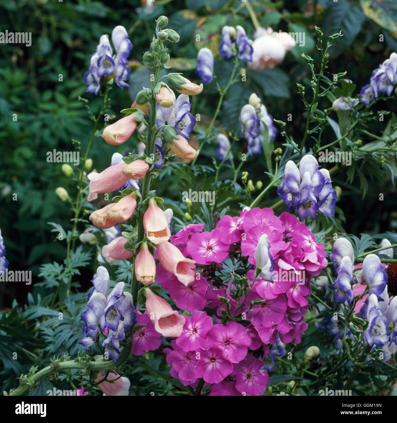 Verein - mit Aconitum Digitalis und Phlox - Pflanze (bitte Kredit: Fotos Gartenbau / Glen Chantry NGS) PA Stockfoto