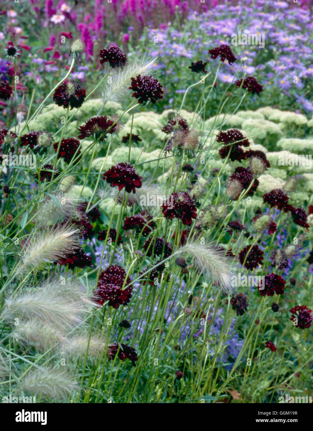 Pflanze-Verein - Lampenputzergras Villosum mit Scabiosa "Ace of Spades" PAS090477 Fotos Hor Stockfoto