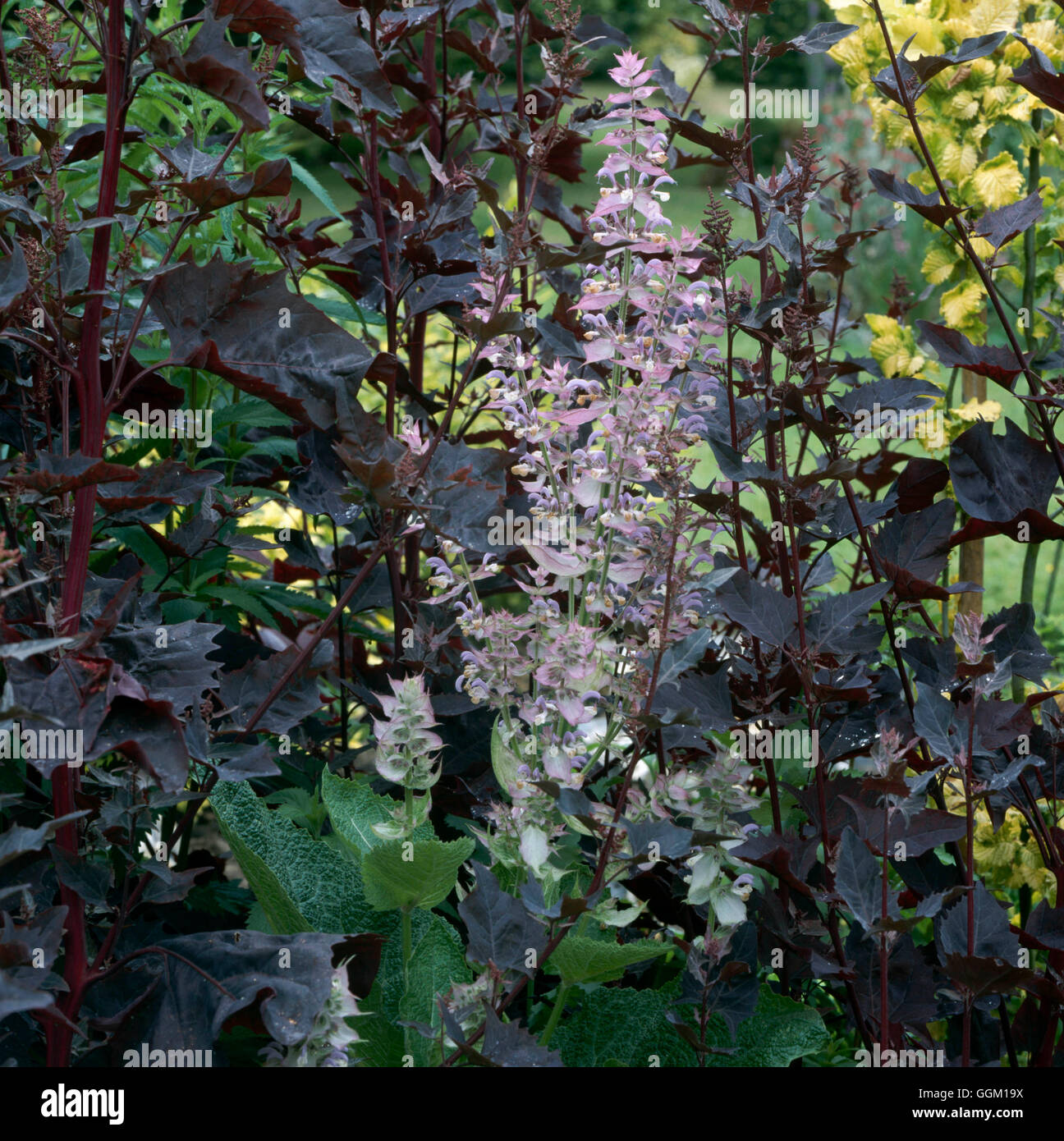 Verein - Atriplex Hortensis 'Rubra' mit Salvia Sclarea 'Turkestanica' PAS095520 Ph zu Pflanzen Stockfoto