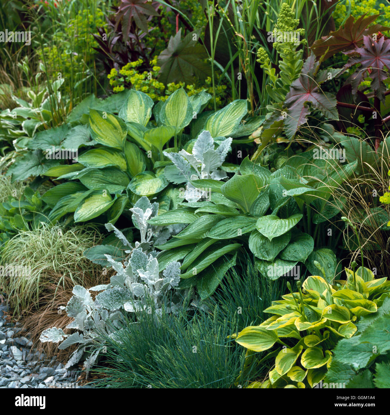 Verband - Laub einschließlich Hostas Gräsern Euphorbien Senecio und Ricinus - Pflanze (bitte Kredit: Fotos Hort/HMP Leyhi Stockfoto