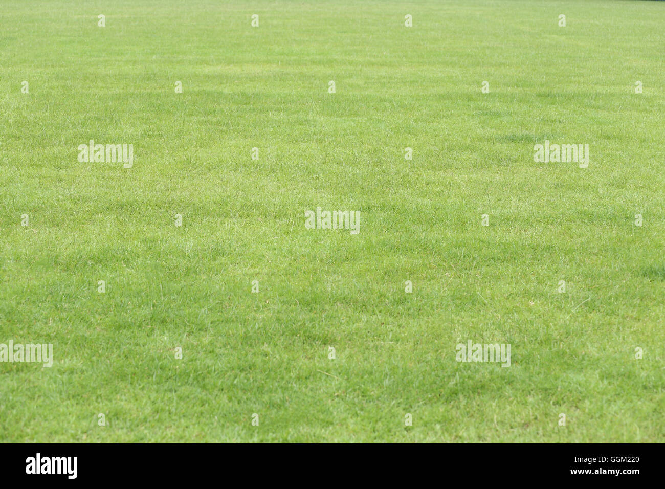 grünen Rasen in der Grünanlage für den Natur-Hintergrund. Stockfoto
