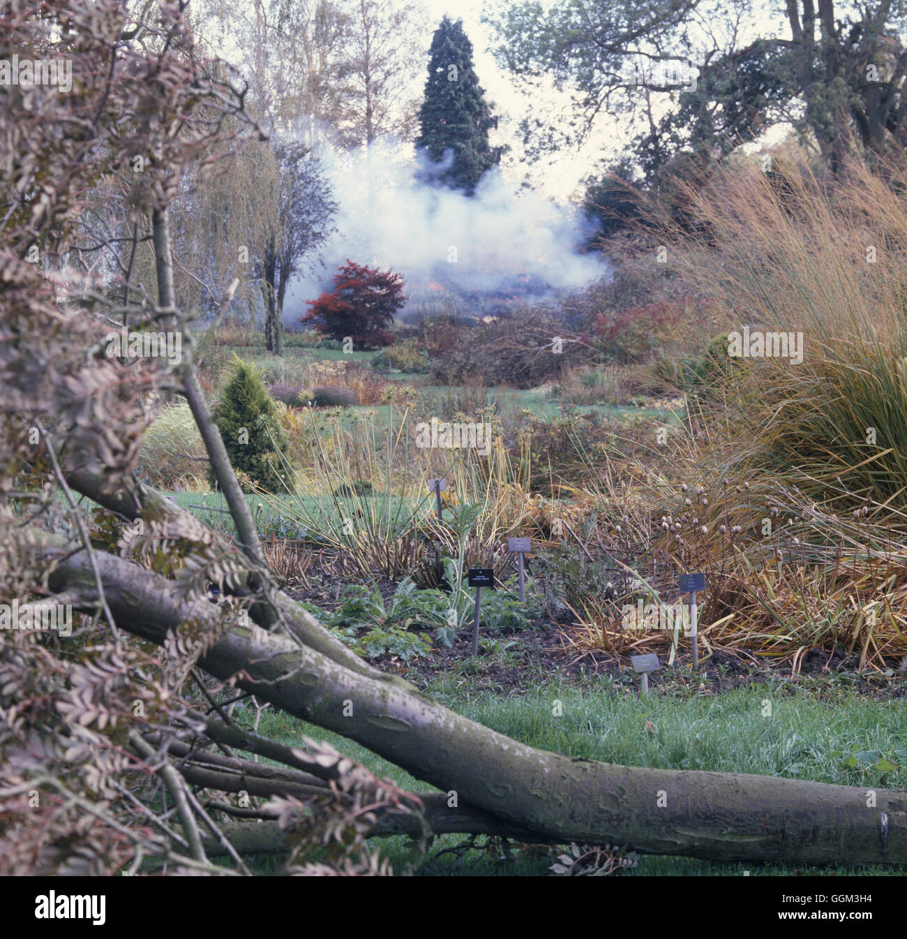 Sturm Schäden runtergefahren 1987 Hurrikan Bressingham Gardens Datum: 20.06.08 Horti PES025122 Fotos Stockfoto