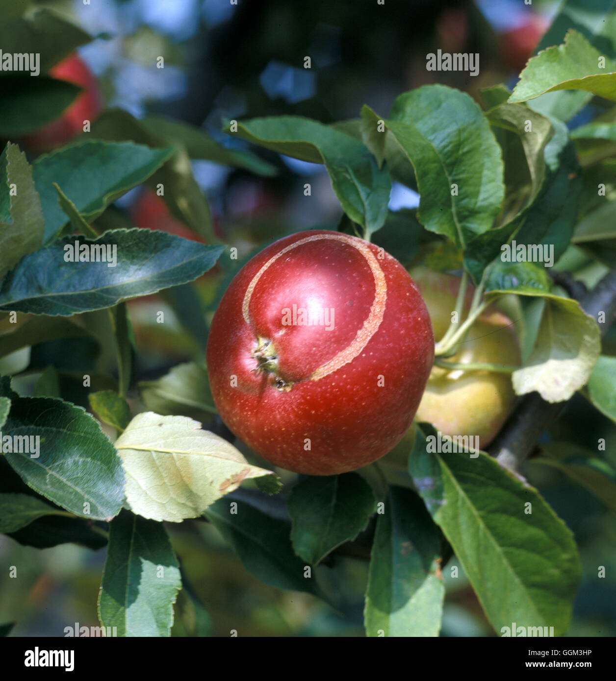 Blattwespen Apple Blattwespen Schäden (Hoplocampa Testudinea) Datum: 4.07.08 PES037708 Fotos Horticultura Stockfoto