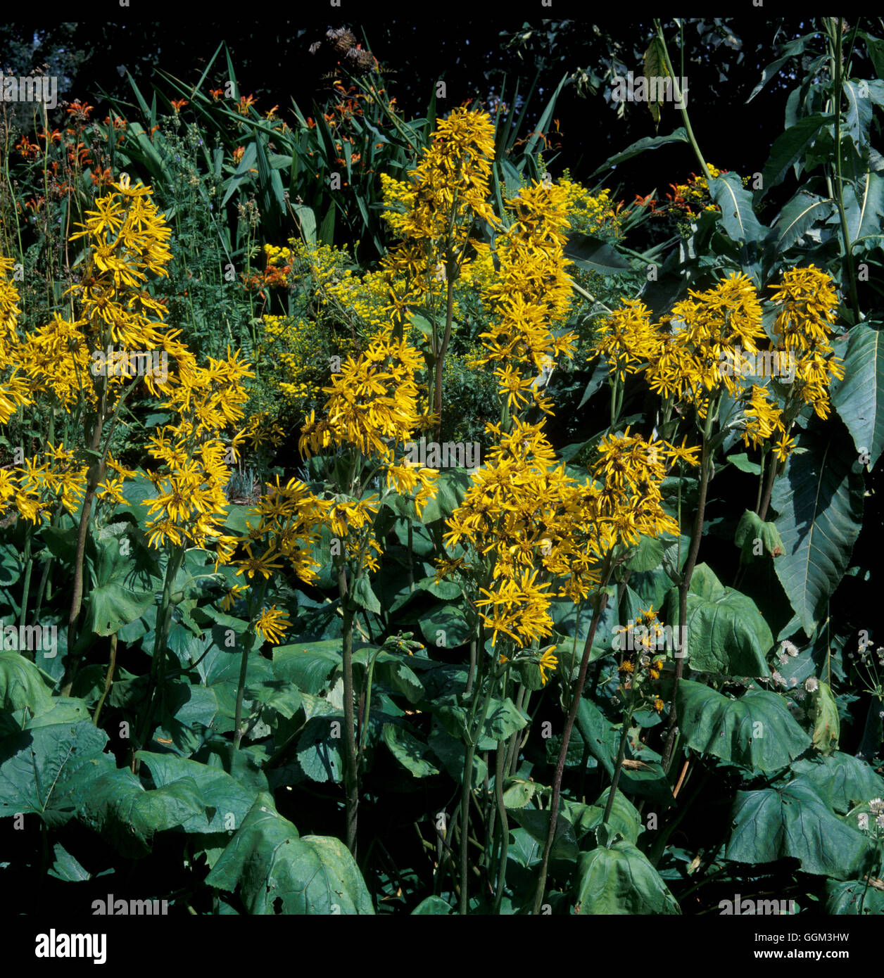 Dürre Ligularia 'Sungold' welke durch den Mangel an Wasser Datum: 20.06.08 Horti PES038025 Fotos Stockfoto