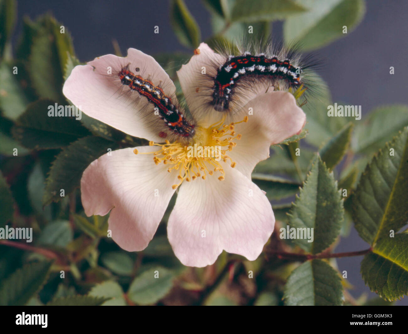 Caterpillar - Moth - gelb-Schwanz auf Hundsrose (Euproctis Similis) PES066154 Fotos Horti Stockfoto