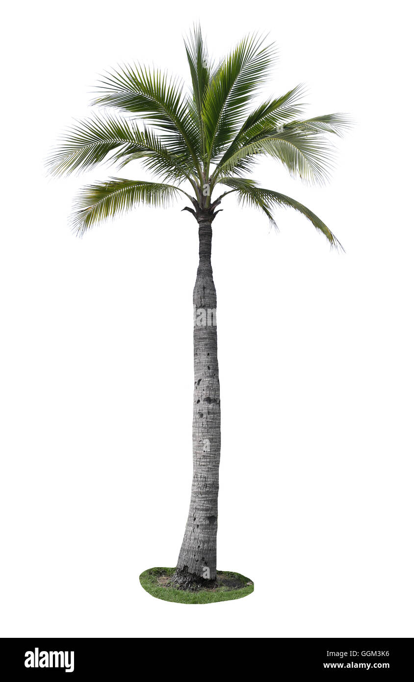 Kokospalme auf weißem Hintergrund, gefunden im tropischen Meer. Stockfoto