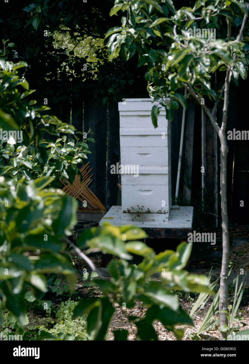 Bee - hive-PES076527 Stockfoto