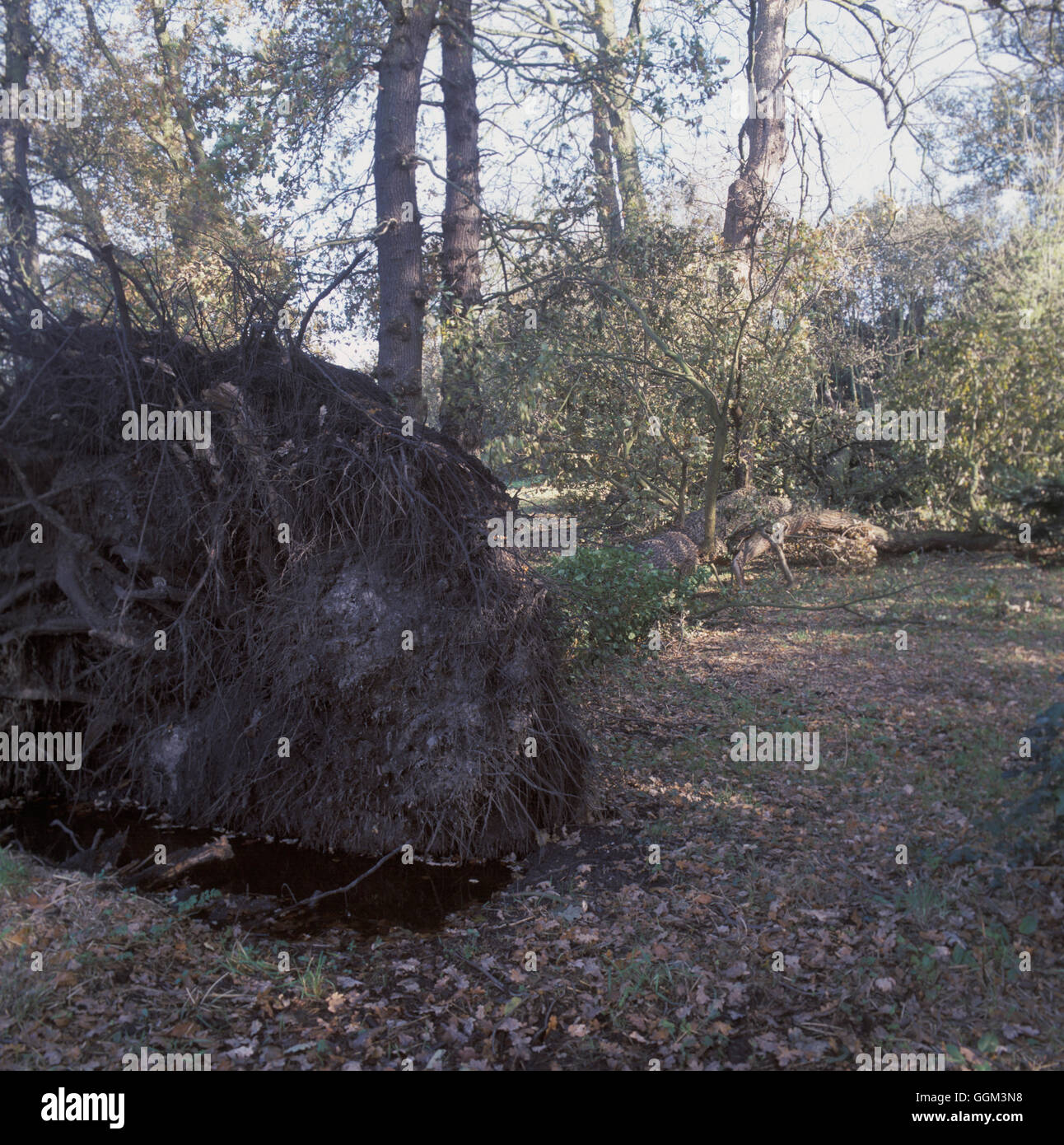Sturmschäden - Eiche Baum gefällt Datum: 20.06.08 PES105928 Stockfoto