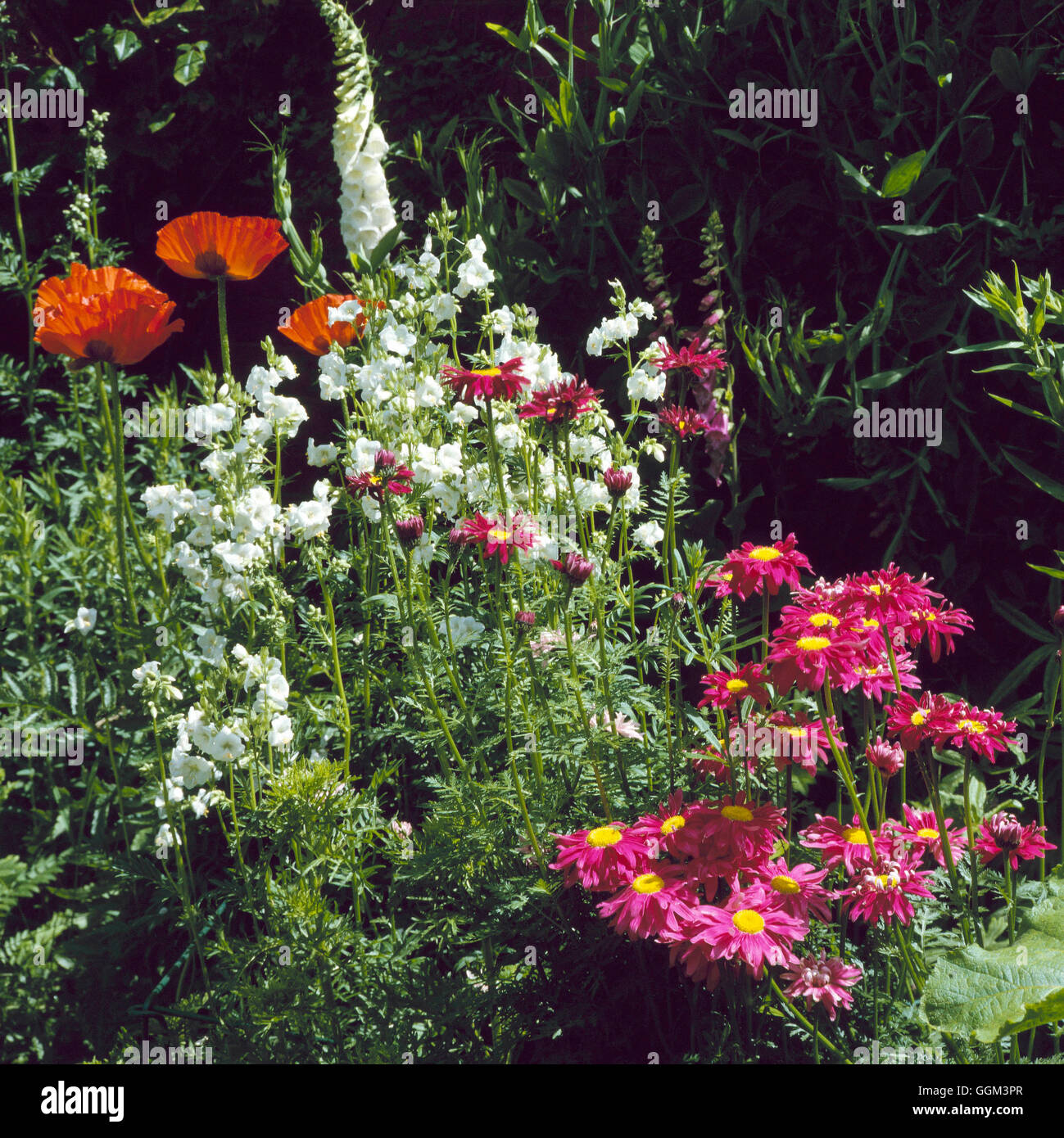 Mehrjährige Grenze - Tanacetum Polemonium Papavar mit Digitalis PGN050797 Fotos Horticul Stockfoto