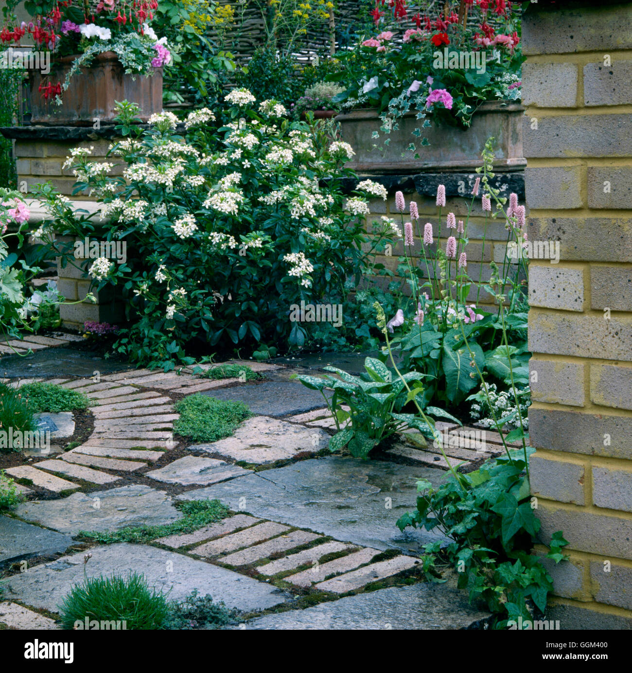 Pflaster und Pflanzen - Terrasse mit Pflanzen platziert in Zwischenräumen ebnen PPL019912 Fotos Horticu Stockfoto