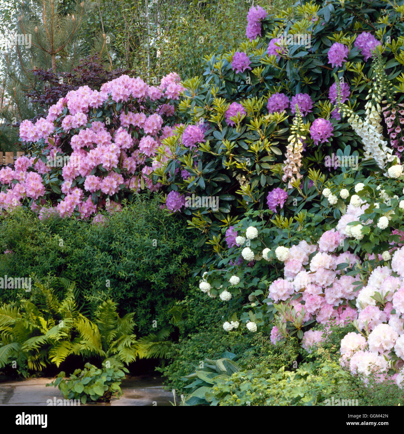 Rhododendron und Azaleen Garten - underplanted Rhododendren mit Hostas  Alchemilla Farnen und Epimedium. RAH021326 Stockfotografie - Alamy