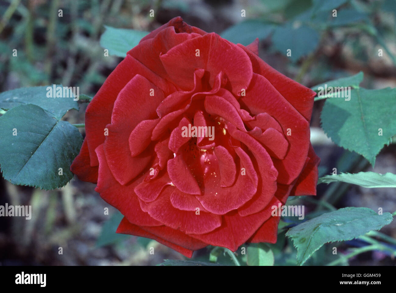 ROSA ETOILE DE HOLLANDE' Kletterer Datum: 18.08.2008 RCL093664 " Stockfoto