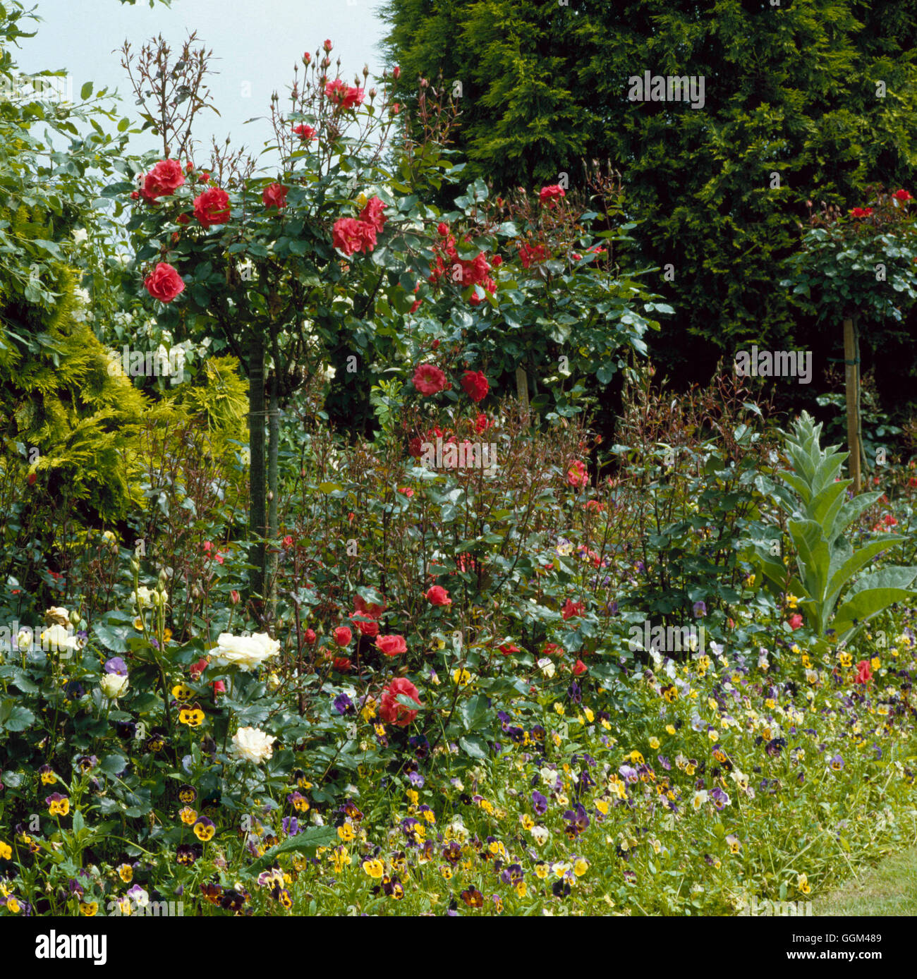 Rose-Grenze - underplanted mit Standard- und Bush Sorten mit Bratschen (RNRS) RGB036244 Foto Stockfoto