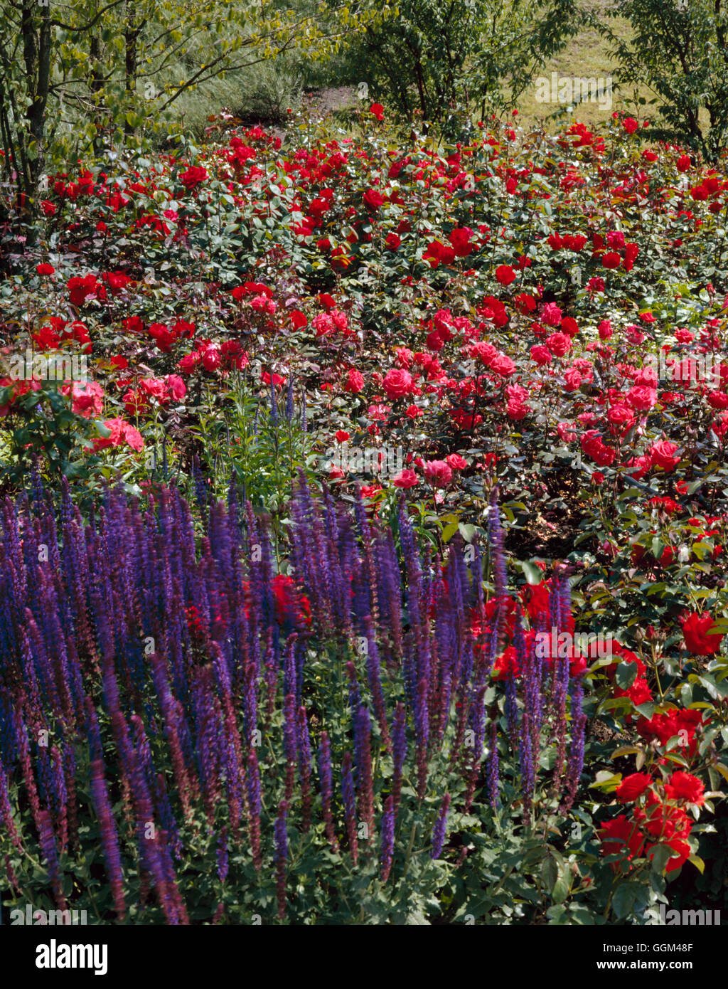 Rosengarten - mit Salvia X superba 'Mainacht' im Vordergrund RGB072276 Stockfoto