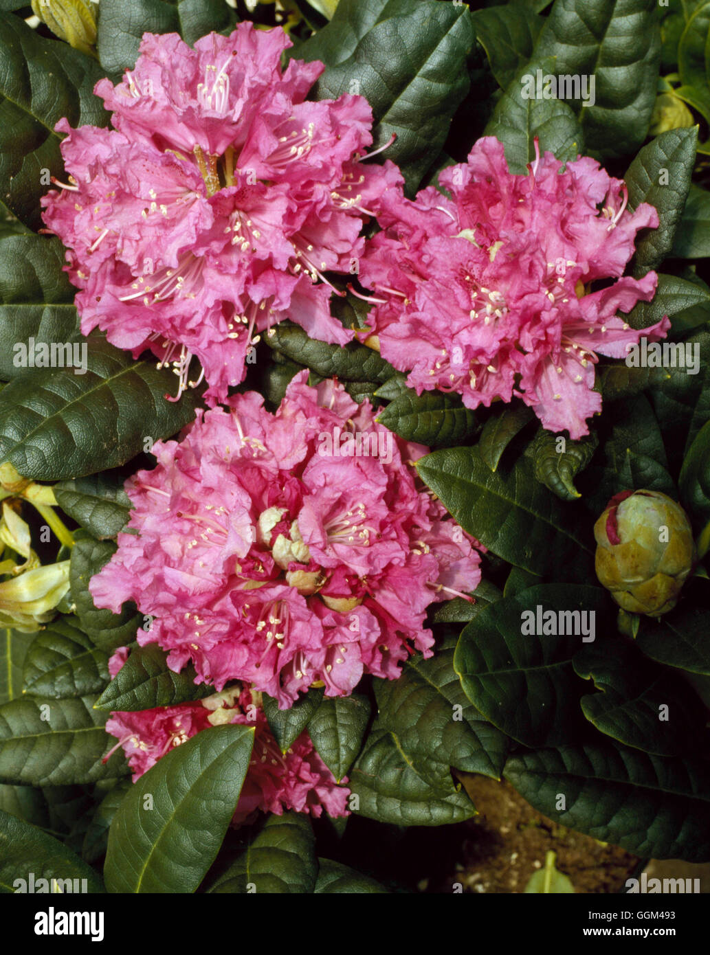Rhododendron - RHO014638 "Rakete" Stockfoto