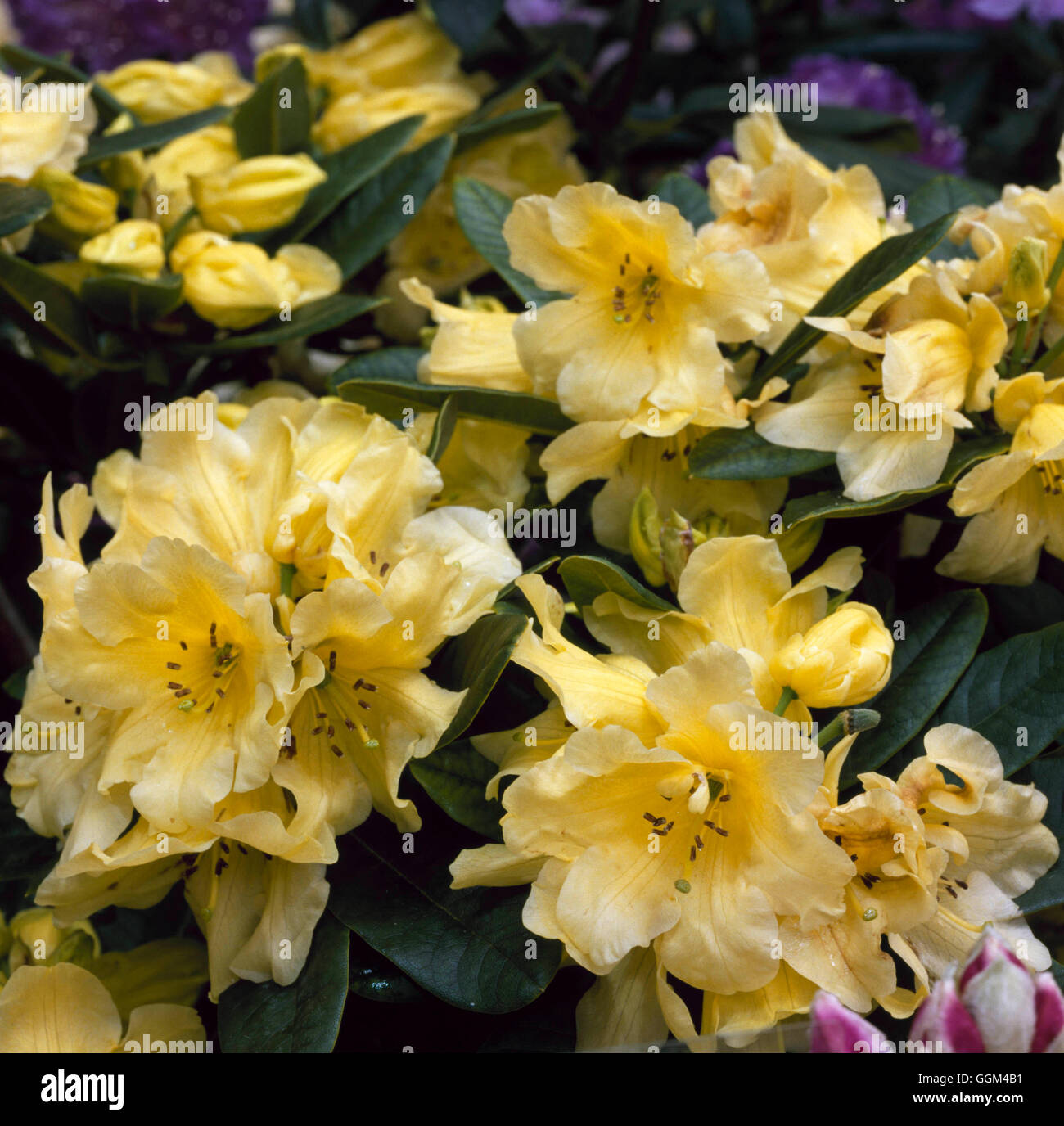 Rhododendron - "Hotei" AGM RHO083693 Stockfoto