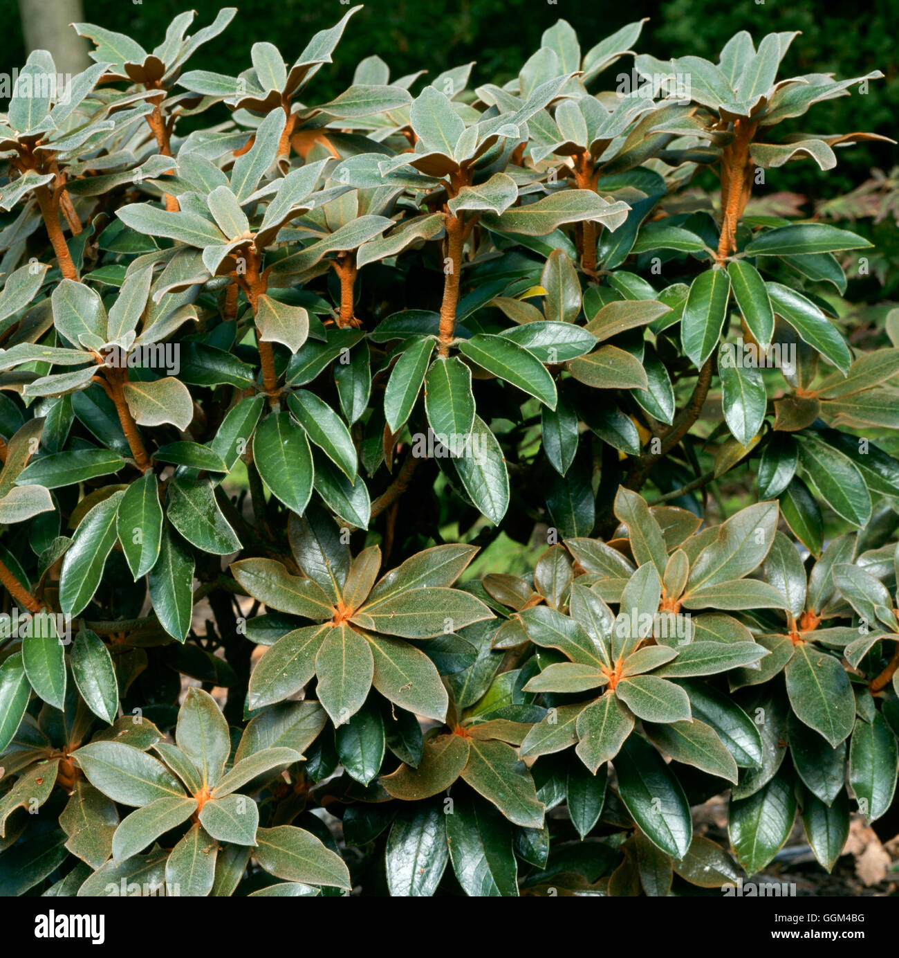 Rhododendron Bureavii AGM RHO102681 Stockfoto