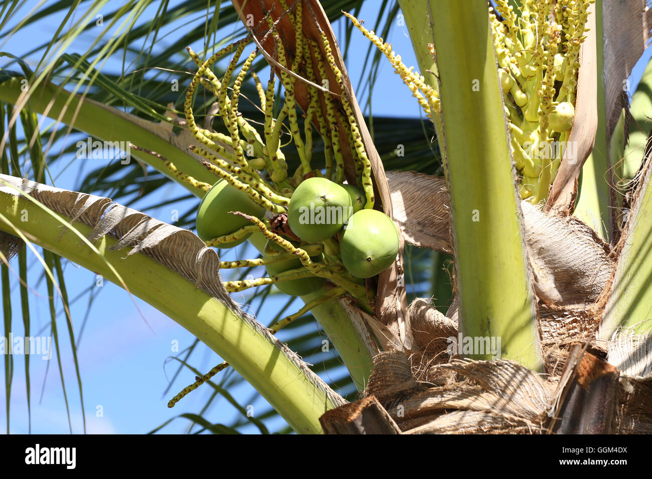 Cocoanut Kokosnuss Baum im Garten Thailand, diese Pflanze von Palm und überall in den Tropen am Meer. Stockfoto