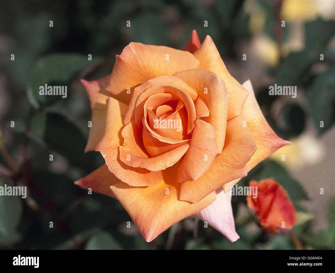 Rosa - "Besonderen Anlass" (Teehybride) RHT097535 Stockfoto