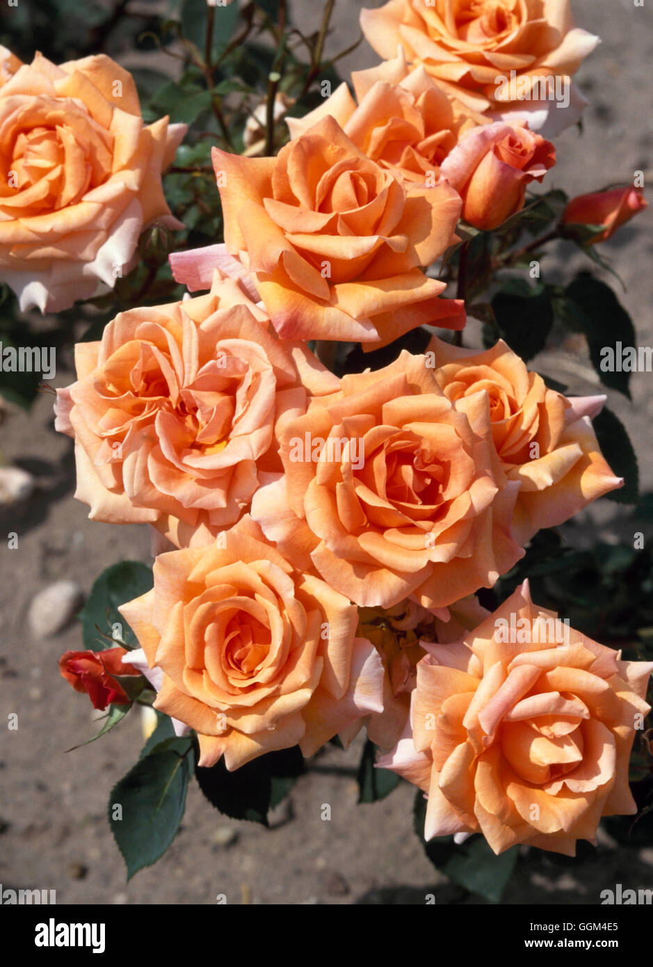 Rosa - "Besonderen Anlass" (Teehybride) RHT097536 Stockfoto