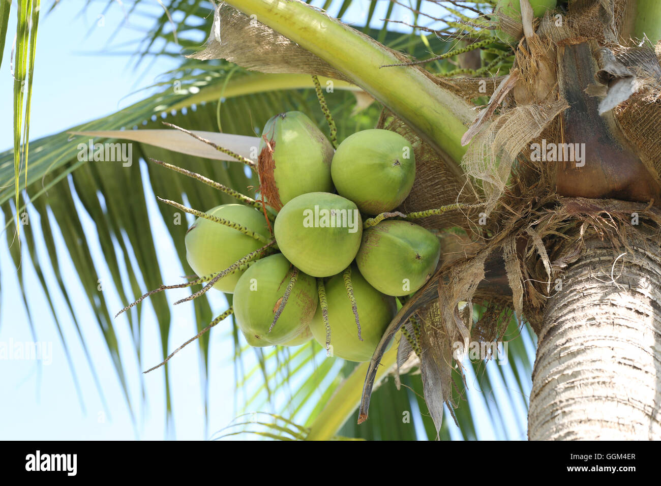 Cocoanut Kokosnuss Baum im Garten Thailand, diese Pflanze von Palm und überall in den Tropen am Meer. Stockfoto