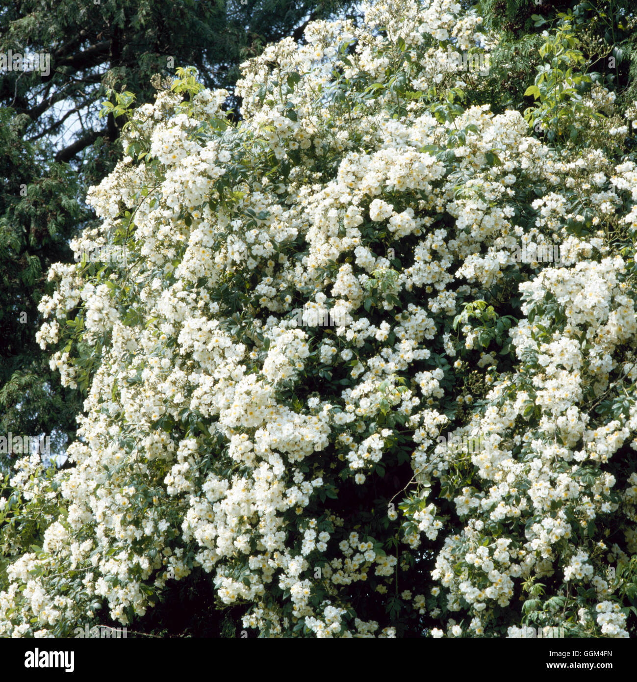 Rosa - ' Rambling Rector' AGM-(Rambler) RRB036245 Stockfoto