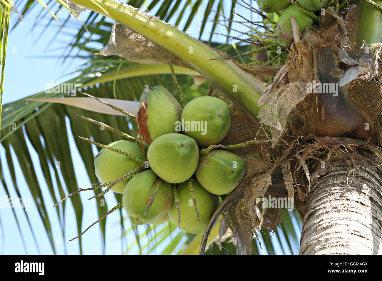 Cocoanut Kokosnuss Baum im Garten Thailand, diese Pflanze von Palm und überall in den Tropen am Meer. Stockfoto