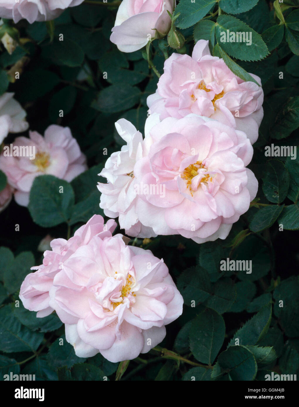 Rosa - "himmlische" (Strauch) - (SY R. "Celeste") (Alba hybride 1848) RSH025312 Fotos Horticultu Stockfoto