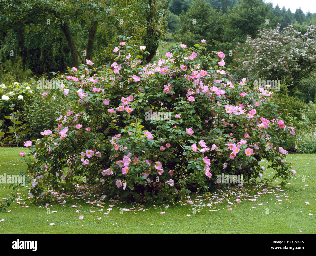 Rosa gallica complicata rose -Fotos und -Bildmaterial in hoher Auflösung –  Alamy