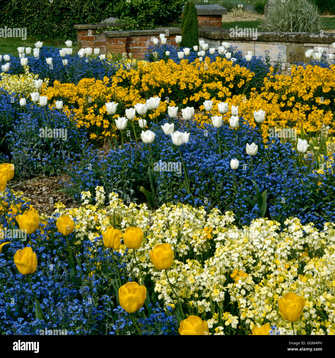 Frühling-Bettwäsche - mit Mauerblümchen Vergissmeinnicht und Tulpen SBG034738 Stockfoto