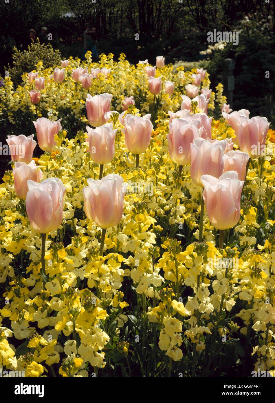 Bettwäsche - mit Tulipa 'Apricot Beauty' und Mauerblümchen "Primrose Monarch" SBG082088 Phot Frühling Stockfoto