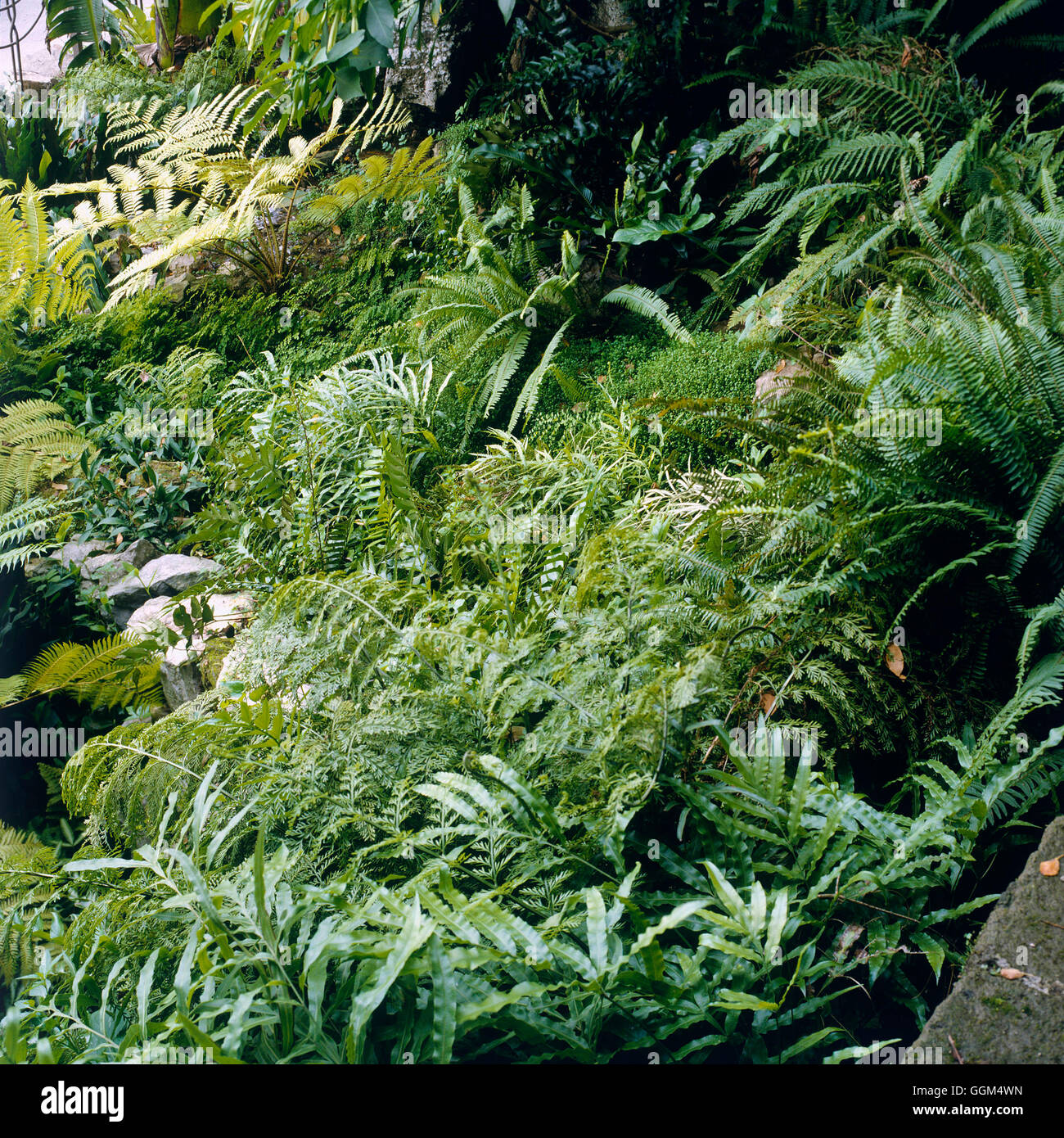 Schatten-Garten - bepflanzt mit Farnen (Italien) SHG040253 Stockfoto