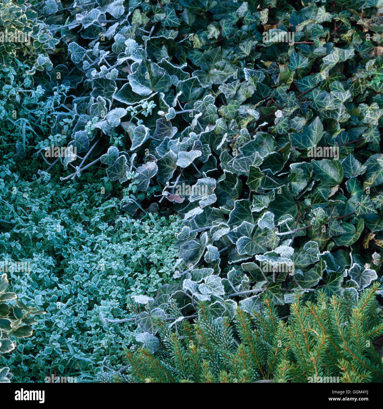 Efeu mit frost -Fotos und -Bildmaterial in hoher Auflsung  Alamy