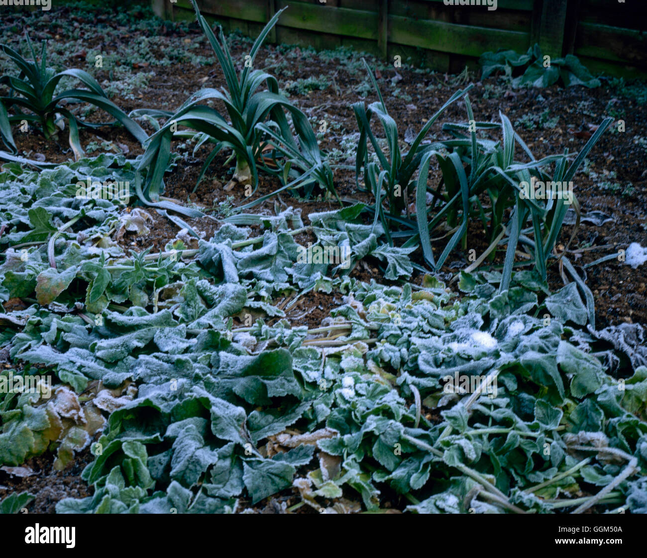 Frost - auf Wintergemüse SSF065732 Stockfoto