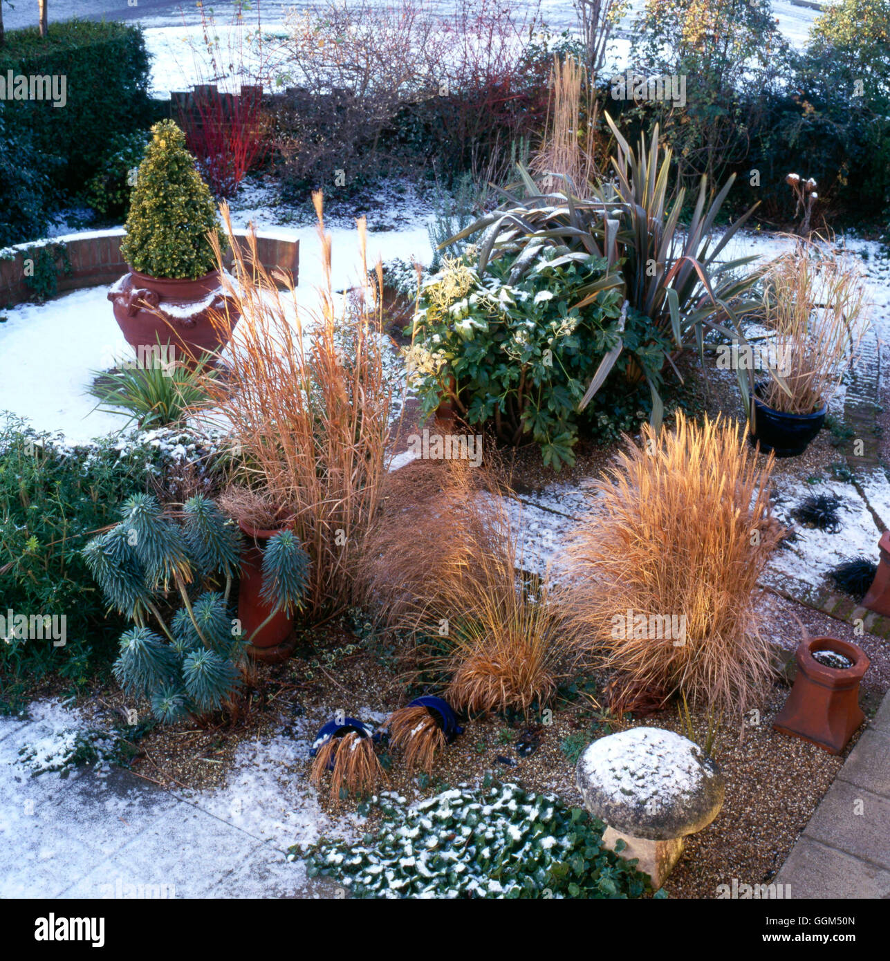 Schnee-Szene - ein attraktives Merkmal der ornamentalen Gräser und Evergreens SSF086482 Fotos Stockfoto