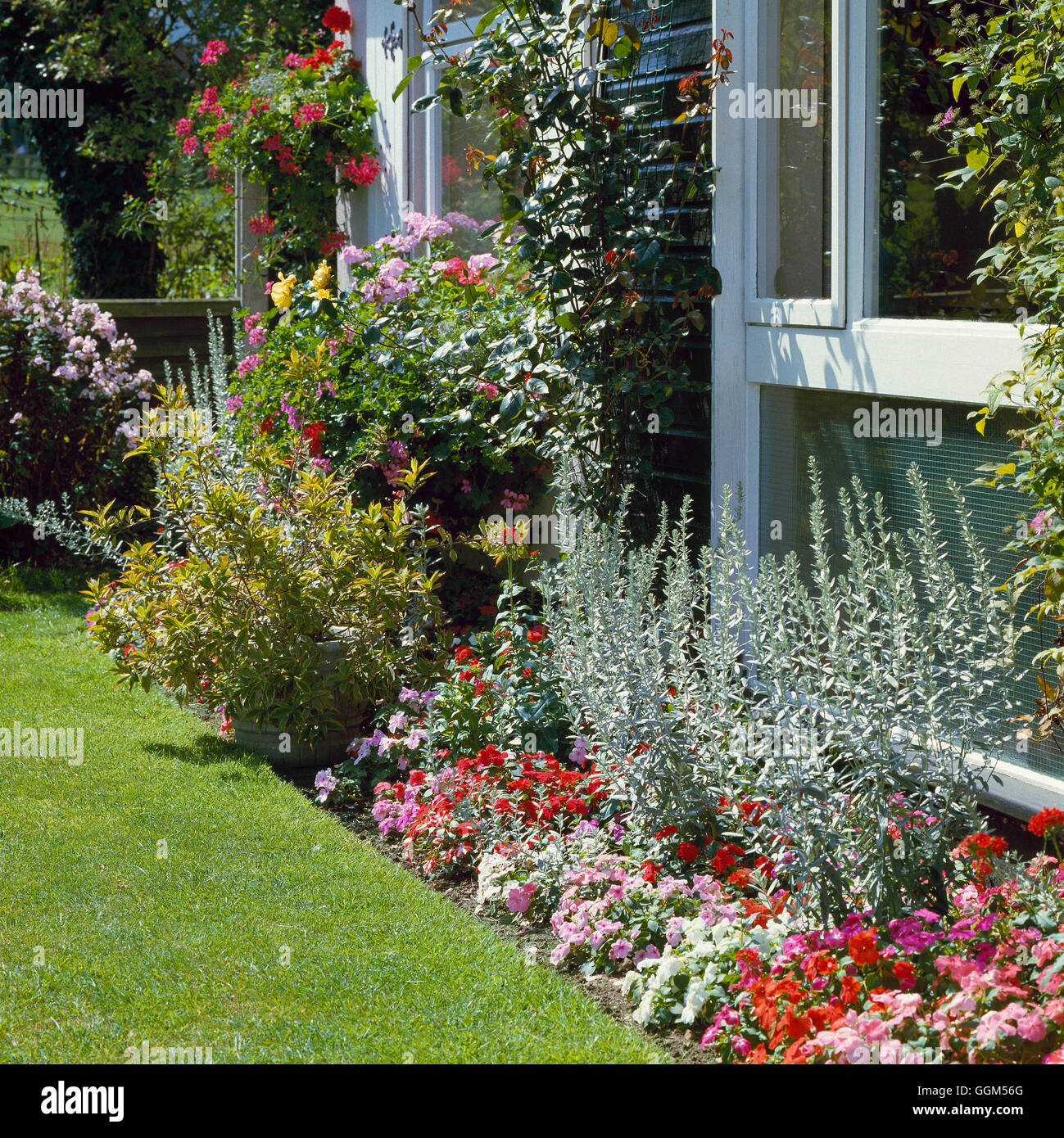 Sommergarten - Impatiens Artemisia Weigela mit Rosa SUM057562 Stockfoto