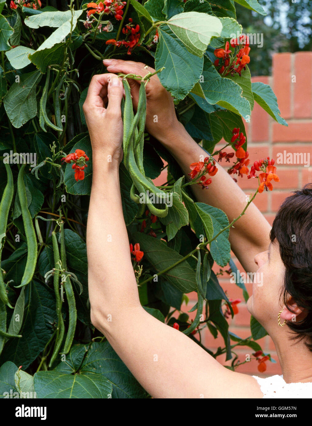 Sammeln - Gemüse - Runner Bean "Best of All" TAS002759 Stockfoto