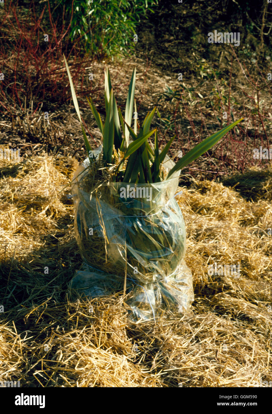 Schutz - zarten Phormium im Winter mit Stroh und Polyethylen.   TAS020546 Fotos Horticul Stockfoto