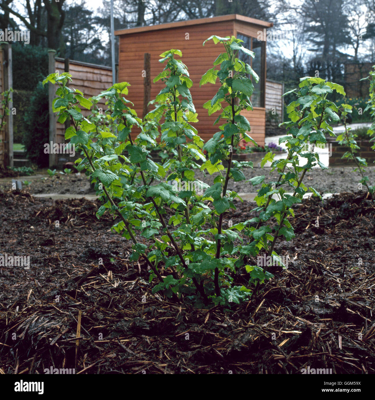 Mulch johannisbeere -Fotos und -Bildmaterial in hoher Auflsung  Alamy