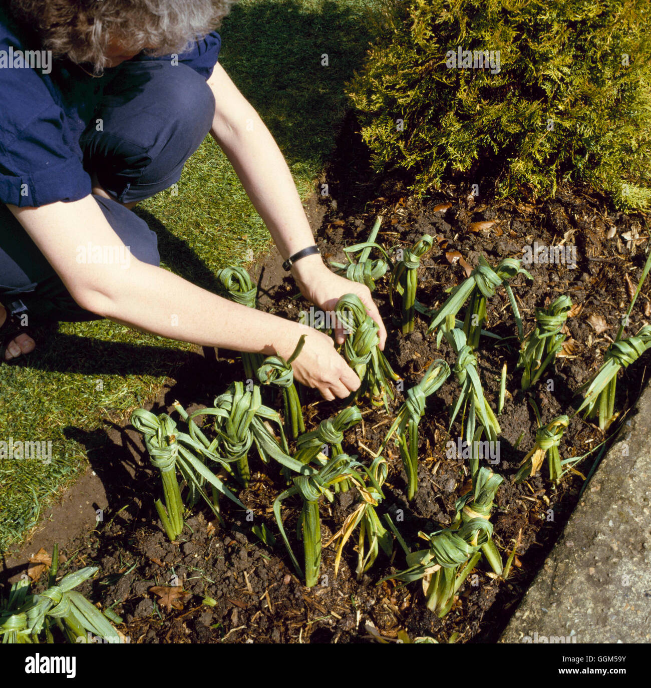 Toten-Überschrift - Narzissen - Blüten Blätter abnehmen kann für Sauberkeit gebunden werden.   TAS022248 Obligatorisch Credi Stockfoto