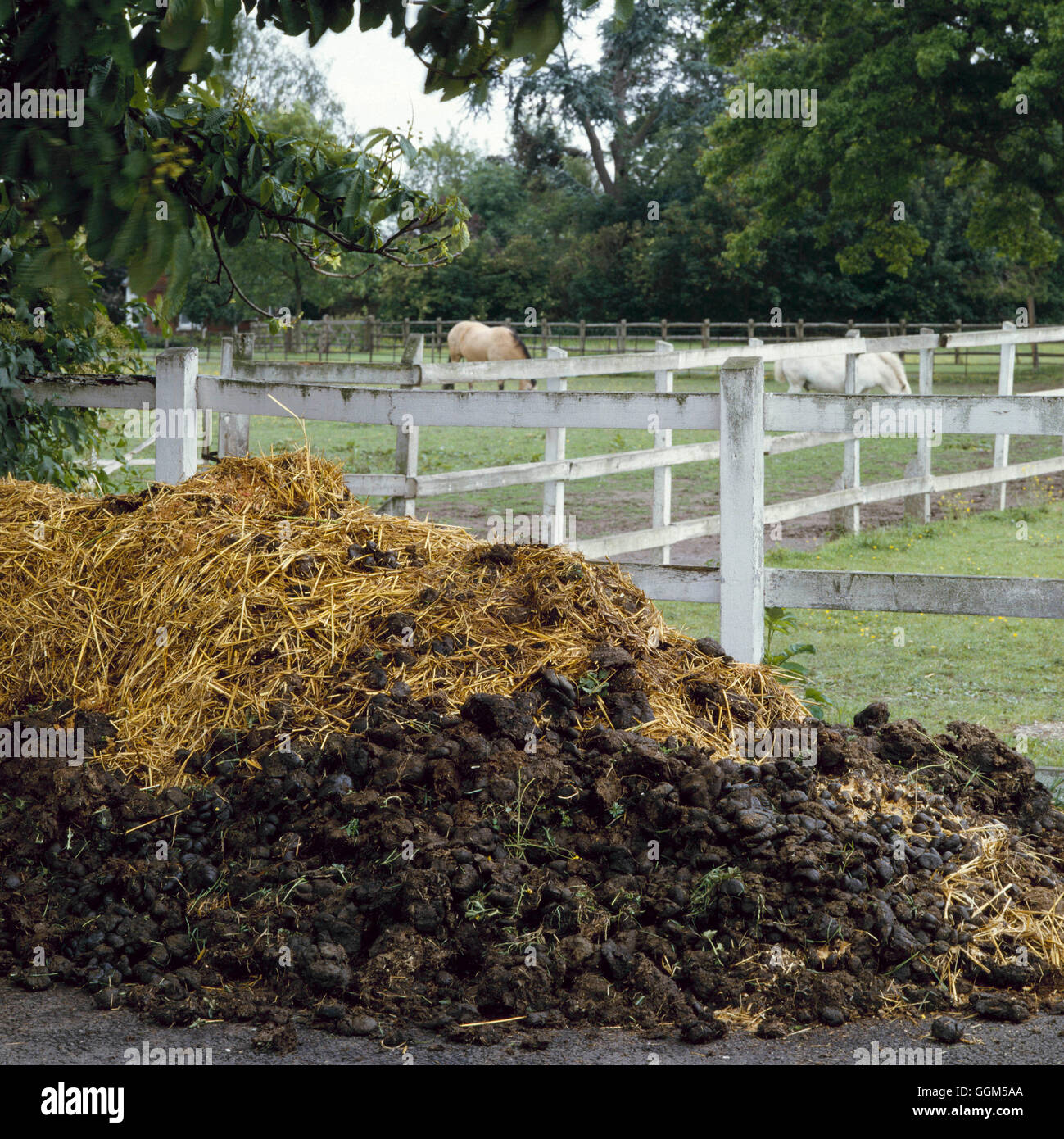 Kompost - Haufen - von frischem Pferdemist, die verlassen werden muss, um sich vor der Verwendung TAS023257 Ph verrotten Stockfoto